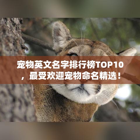 宠物英文名字排行榜TOP10，最受欢迎宠物命名精选！
