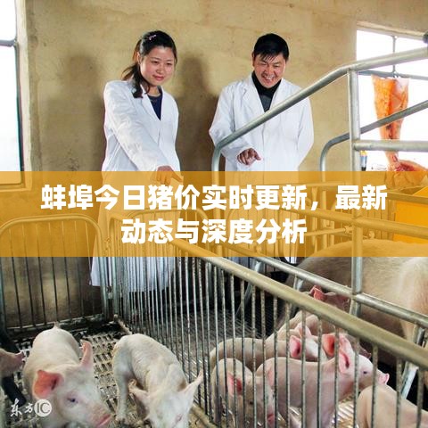 蚌埠今日猪价实时更新，最新动态与深度分析