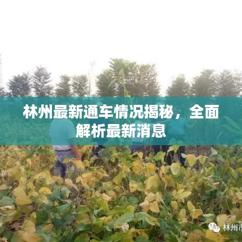 林州最新通车情况揭秘，全面解析最新消息