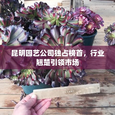 昆明园艺公司独占榜首，行业翘楚引领市场