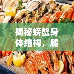 揭秘螃蟹身体结构，腿的数量与奇特构造探索