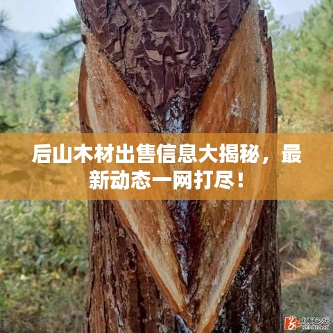 后山木材出售信息大揭秘，最新动态一网打尽！