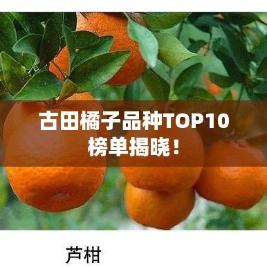 古田橘子品种TOP10榜单揭晓！