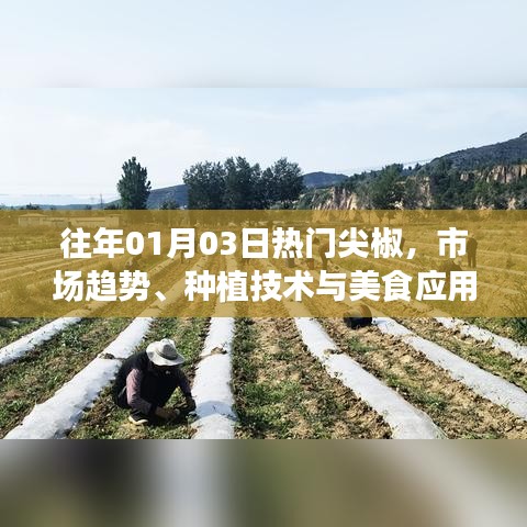 尖椒市场趋势、种植技术与美食应用，历年一月初热门回顾