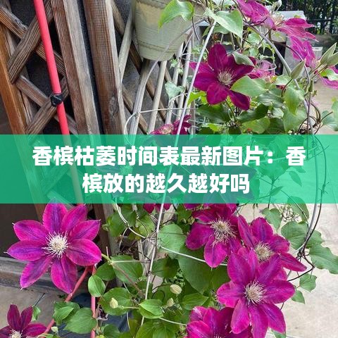 香槟枯萎时间表最新图片：香槟放的越久越好吗 