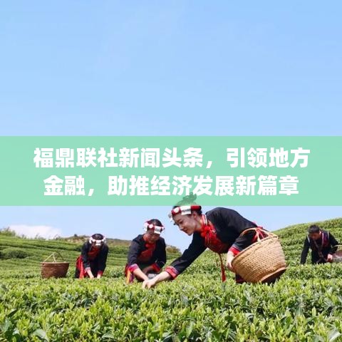福鼎联社新闻头条，引领地方金融，助推经济发展新篇章