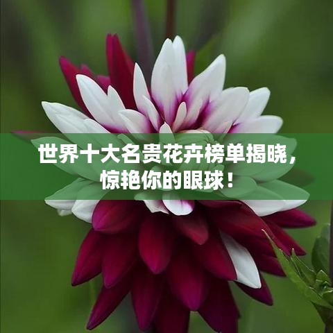 世界十大名贵花卉榜单揭晓，惊艳你的眼球！