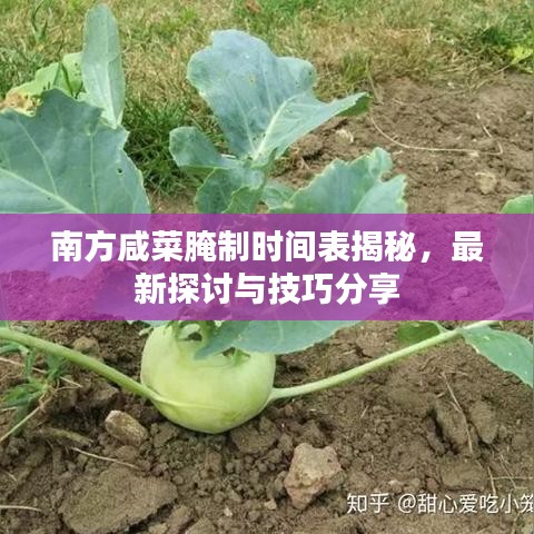 南方咸菜腌制时间表揭秘，最新探讨与技巧分享