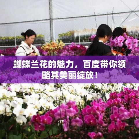 蝴蝶兰花的魅力，百度带你领略其美丽绽放！