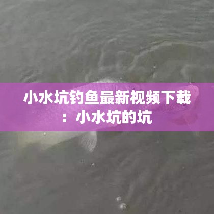小水坑钓鱼最新视频下载：小水坑的坑 