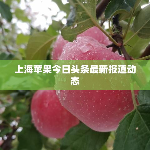上海苹果今日头条最新报道动态