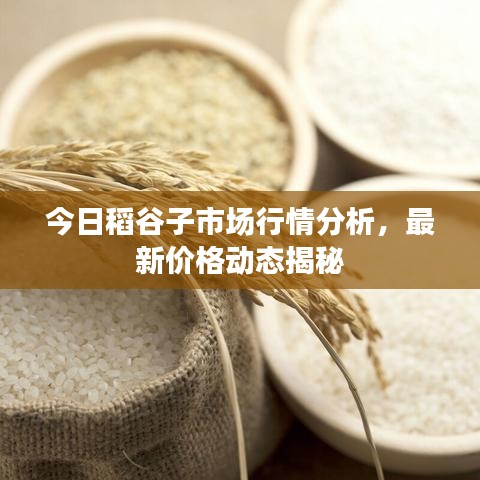 今日稻谷子市场行情分析，最新价格动态揭秘