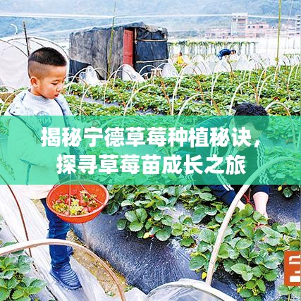 揭秘宁德草莓种植秘诀，探寻草莓苗成长之旅