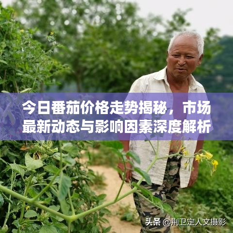 今日番茄价格走势揭秘，市场最新动态与影响因素深度解析