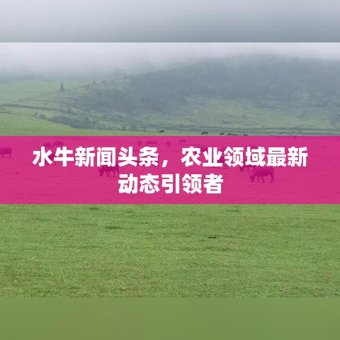 水牛新闻头条，农业领域最新动态引领者