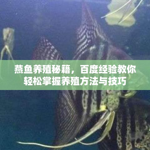 燕鱼养殖秘籍，百度经验教你轻松掌握养殖方法与技巧