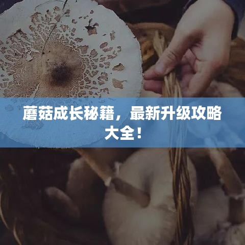 蘑菇成长秘籍，最新升级攻略大全！