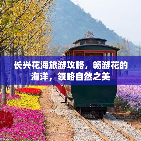 长兴花海旅游攻略，畅游花的海洋，领略自然之美