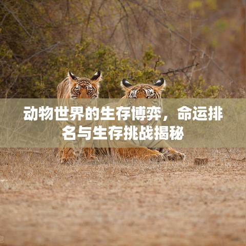 动物世界的生存博弈，命运排名与生存挑战揭秘