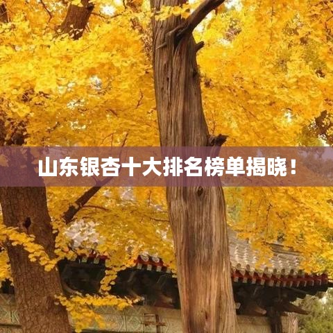 山东银杏十大排名榜单揭晓！
