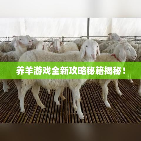养羊游戏全新攻略秘籍揭秘！