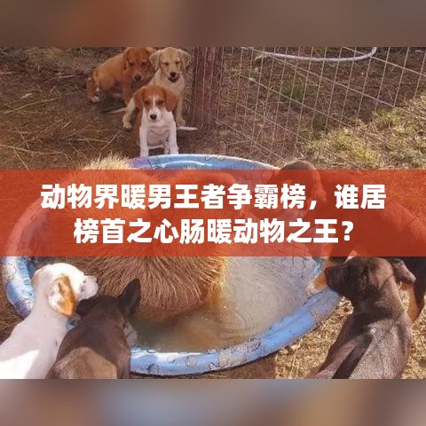 动物界暖男王者争霸榜，谁居榜首之心肠暖动物之王？