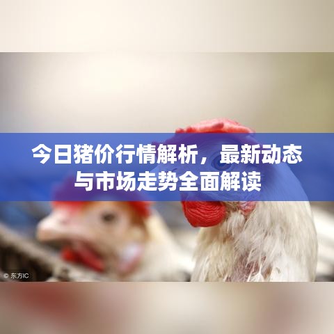 今日猪价行情解析，最新动态与市场走势全面解读