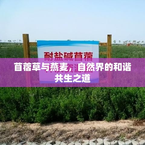 苜蓿草与燕麦，自然界的和谐共生之道