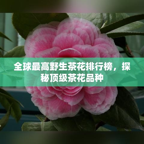 全球最高野生茶花排行榜，探秘顶级茶花品种