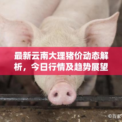最新云南大理猪价动态解析，今日行情及趋势展望