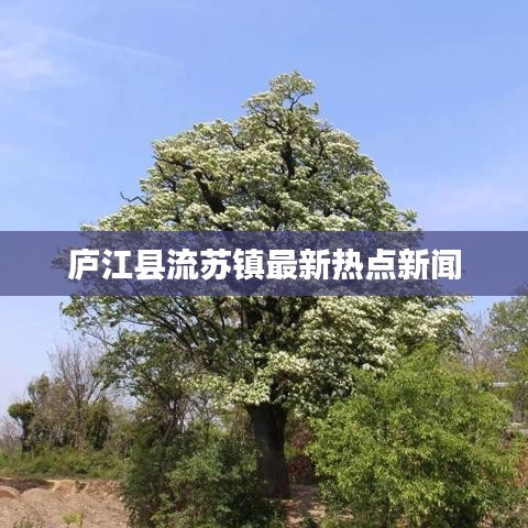 庐江县流苏镇最新热点新闻