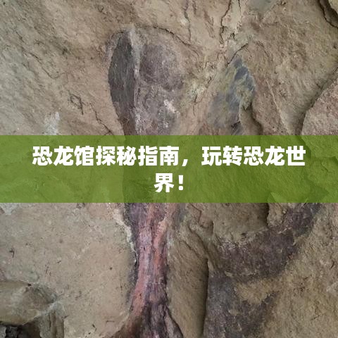 恐龙馆探秘指南，玩转恐龙世界！