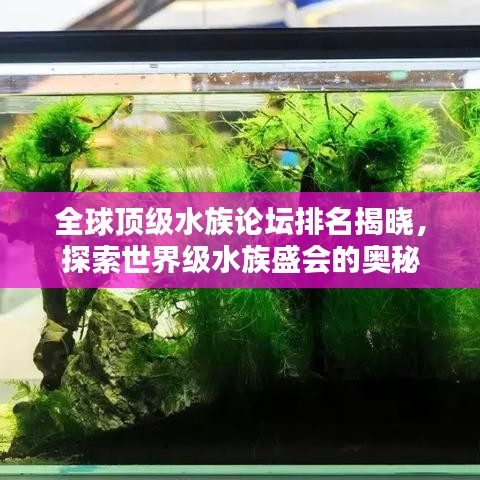 全球顶级水族论坛排名揭晓，探索世界级水族盛会的奥秘